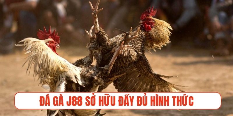 Đá gà J88 sở hữu đầy đủ hình thức thi đấu phổ biến hiện nay