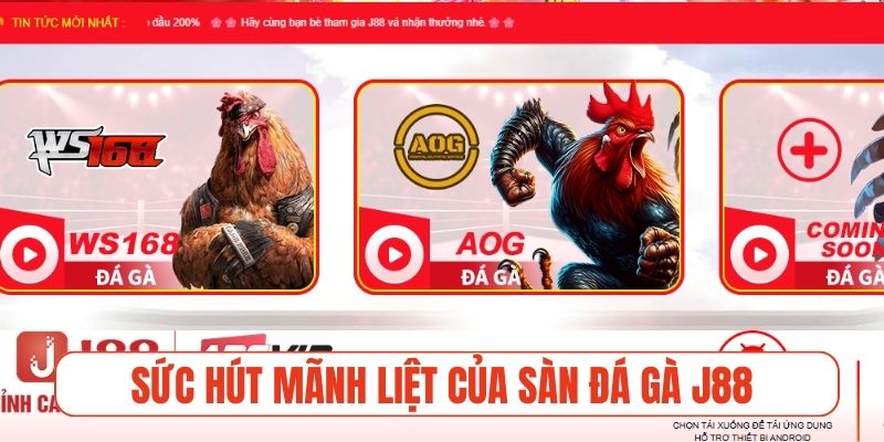Sức hút mãnh liệt của sàn đá gà J88 trực tuyến